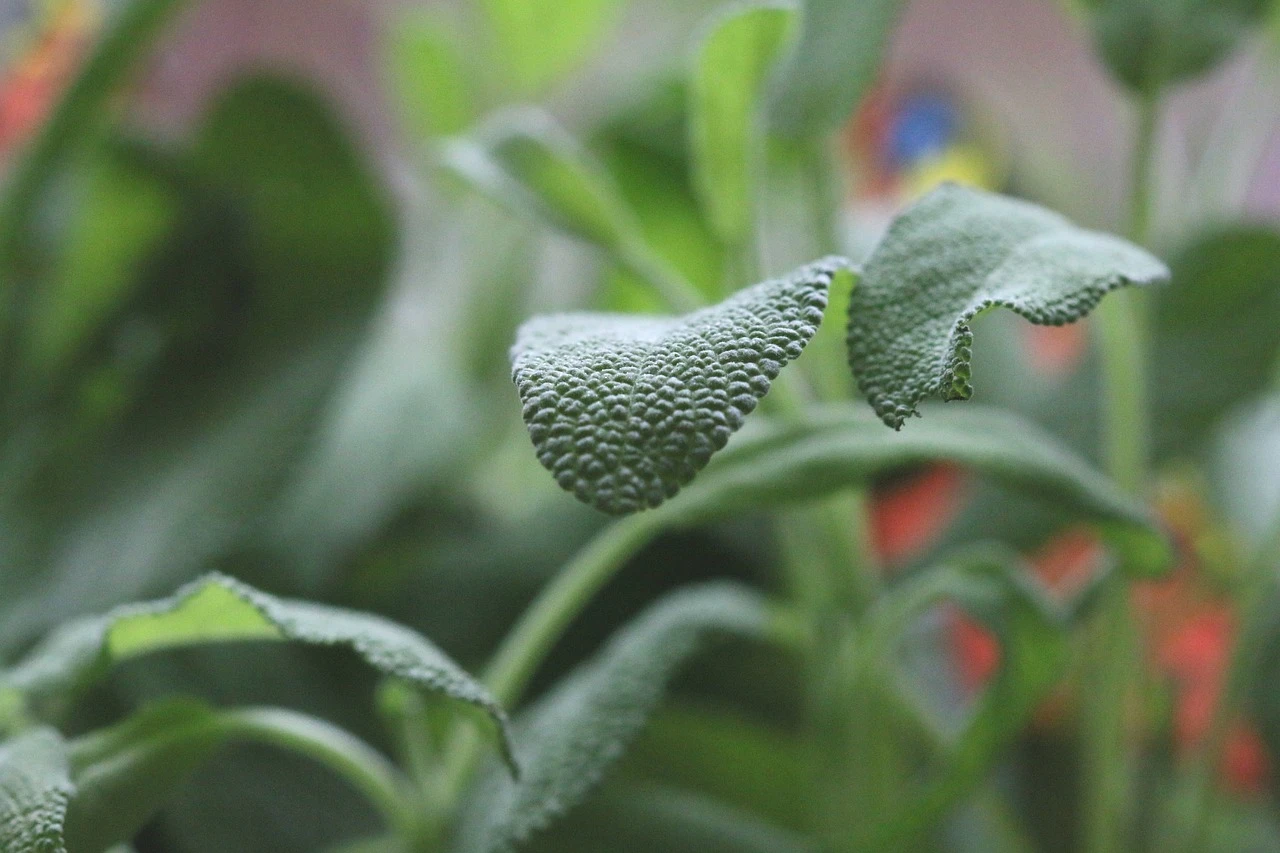 Perineal Healing Herbs