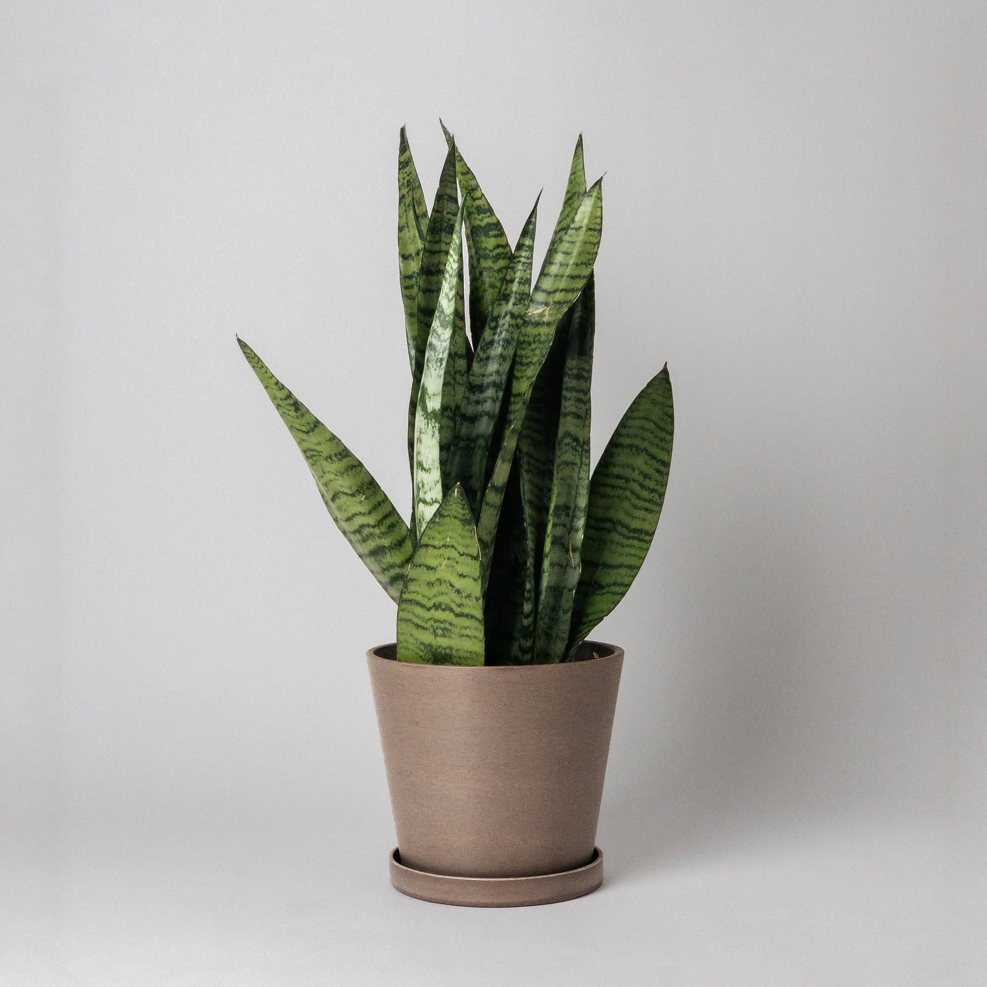 Tapered Planter Pot & Saucer Set