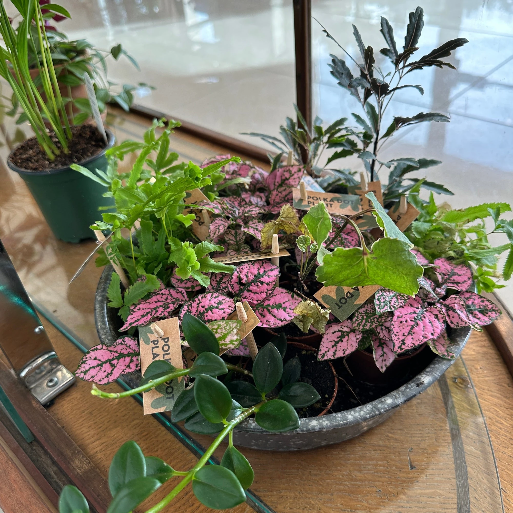 Assorted Tropical Plants